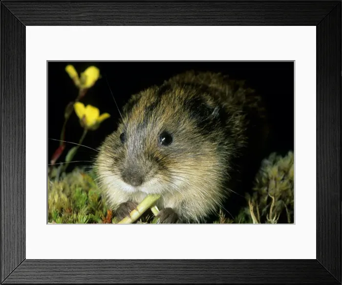 Framed Print : Siberian Lemming - Young nibbles grass at dusk
