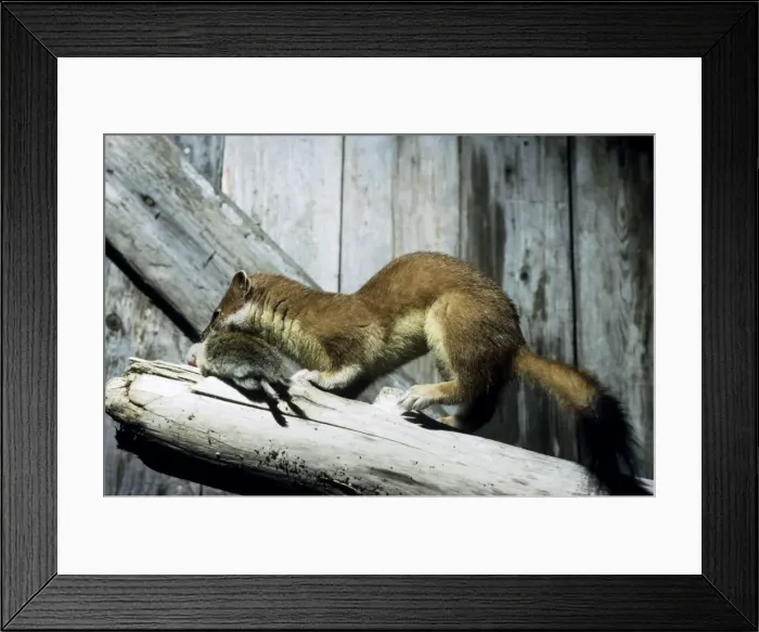 Framed Print : Ermine with prey (lemming) in abandoned winter Framed Print : Ermine with prey (lemming) in abandoned winter