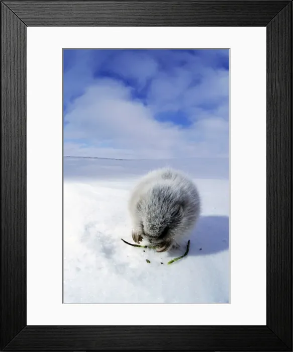 Framed Print : Collared Lemming - adult in winter fur (large winter Framed Print : Collared Lemming - adult in winter fur (large winter