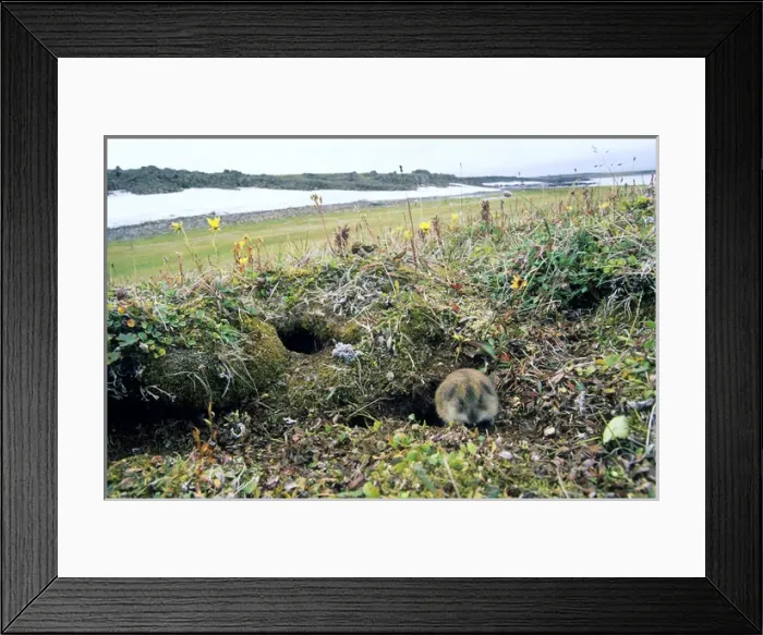 Framed Print : Siberian Lemming - adult near its burrow (the shape Framed Print : Siberian Lemming - adult near its burrow (the shape