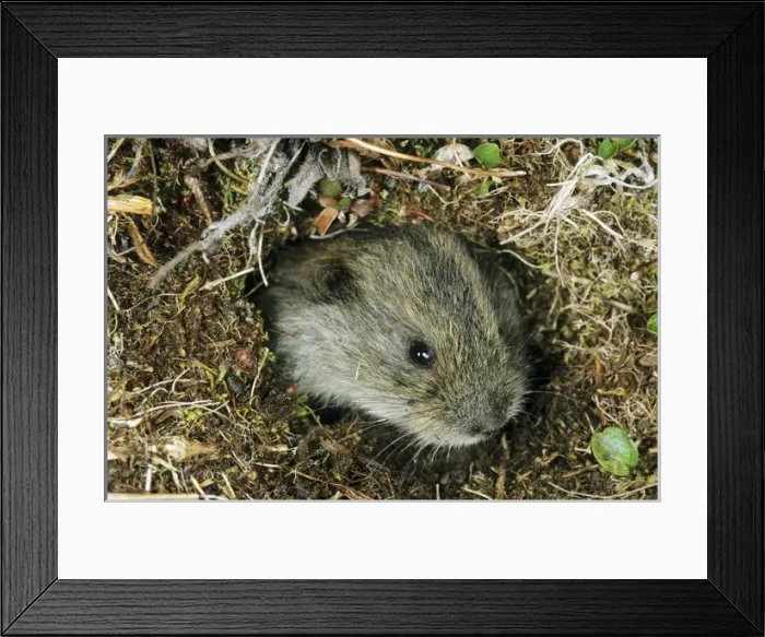 Framed Print : Siberian Lemming - young pops out at the entrance