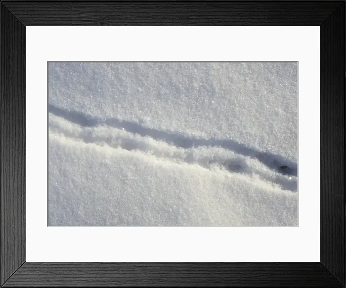 Framed Print : Lemming footprints on snow Framed Print : Lemming footprints on snow