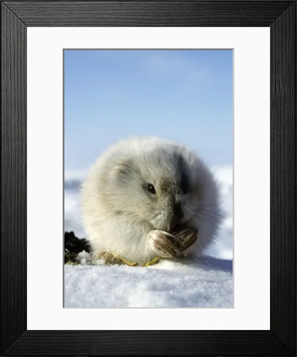 Framed Print : Collared Lemming - adult in winter fur (large winter Framed Print : Collared Lemming - adult in winter fur (large winter