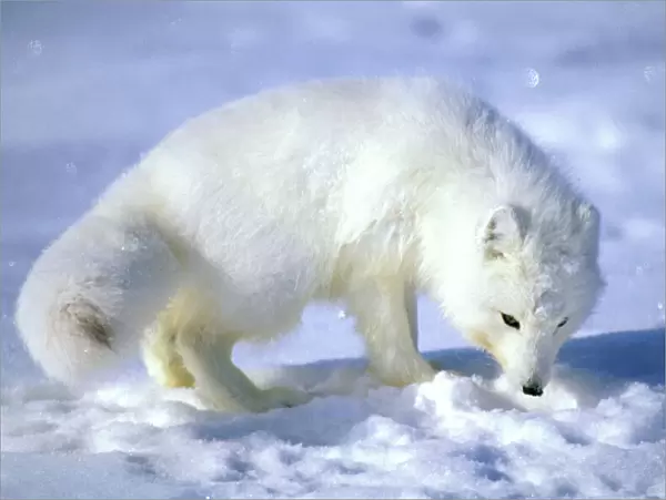 Arctic Fox searches for food, sniffing lemmings