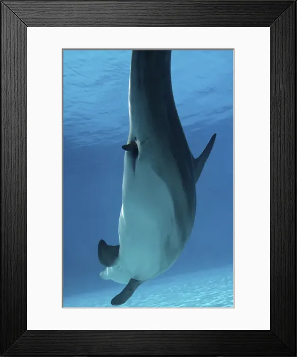 Framed Print : Bottlenose Dolphin - Mother giving birth to Baby / Calf Framed Print : Bottlenose Dolphin - Mother giving birth to Baby / Calf