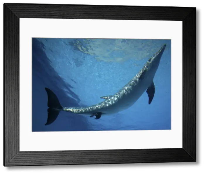 Framed Print : Bottlenose Dolphin - Mother giving birth to Baby / Calf Framed Print : Bottlenose Dolphin - Mother giving birth to Baby / Calf