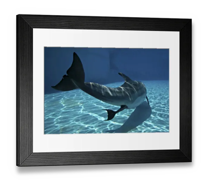 Framed Print : Bottlenose Dolphin - Mother giving birth to Baby / Calf Framed Print : Bottlenose Dolphin - Mother giving birth to Baby / Calf