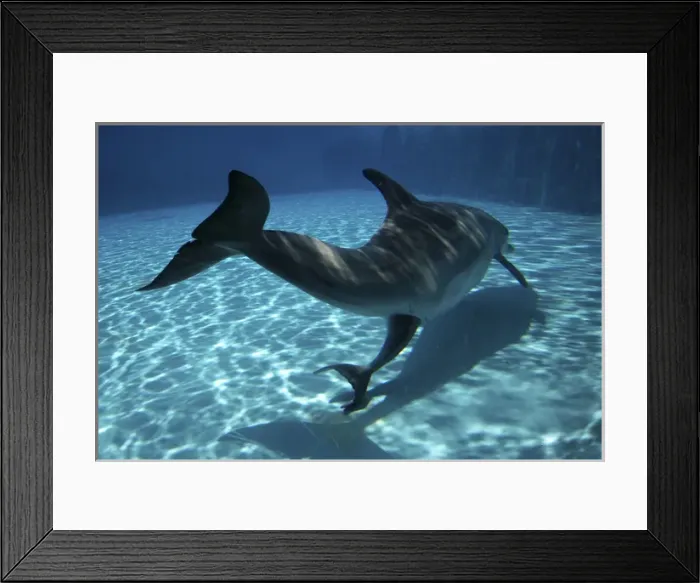 Framed Print : Bottlenose Dolphin - Mother giving birth to Baby / Calf Framed Print : Bottlenose Dolphin - Mother giving birth to Baby / Calf