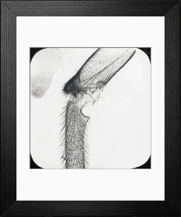 Framed Print : Beekeeping Lantern Slide series Framed Print : Beekeeping Lantern Slide series