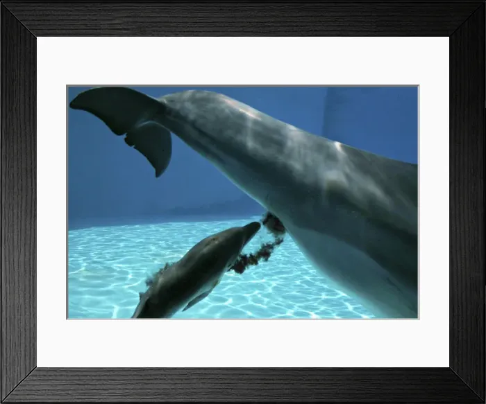 Framed Print : Bottlenose Dolphin - Mother giving birth to Baby / Calf Framed Print : Bottlenose Dolphin - Mother giving birth to Baby / Calf