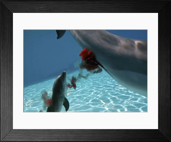 Framed Print : Bottlenose Dolphin - Mother giving birth to Baby / Calf Framed Print : Bottlenose Dolphin - Mother giving birth to Baby / Calf