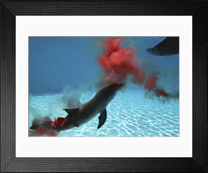 Framed Print : Bottlenose Dolphin - Mother giving birth to Baby / Calf Framed Print : Bottlenose Dolphin - Mother giving birth to Baby / Calf
