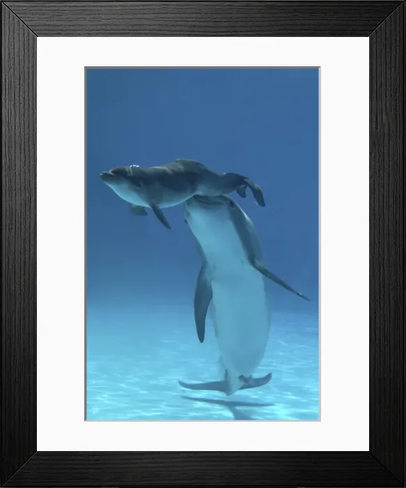 Framed Print : Bottlenose Dolphin - Baby / Calf dolphin being Framed Print : Bottlenose Dolphin - Baby / Calf dolphin being