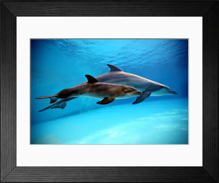 Framed Print : Bottlenose Dolphin - Newborn Baby / Calf dolphin Framed Print : Bottlenose Dolphin - Newborn Baby / Calf dolphin