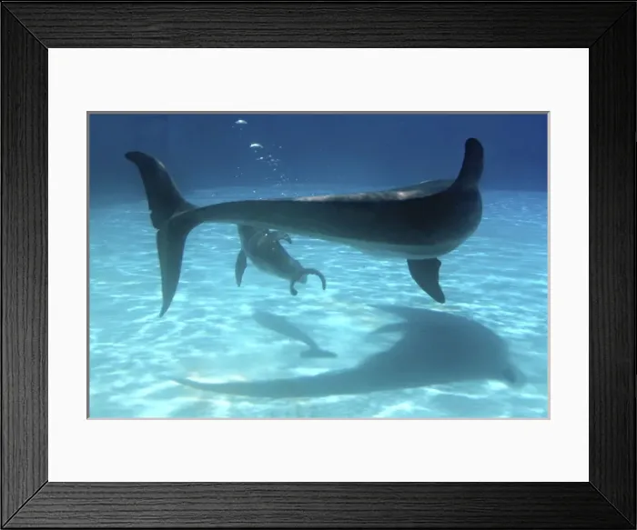 Framed Print : Bottlenose Dolphin - Newborn Baby / Calf with Mother Framed Print : Bottlenose Dolphin - Newborn Baby / Calf with Mother
