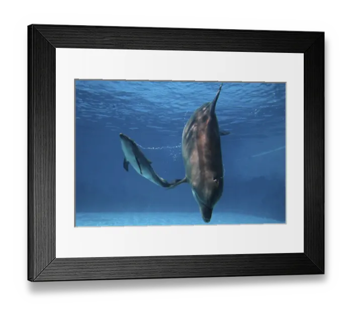 Framed Print : Bottlenose Dolphin - Newborn Bab y Calf whistling Framed Print : Bottlenose Dolphin - Newborn Bab y Calf whistling