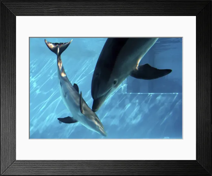 Framed Print : Bottlenose Dolphin - Female (Mother) communicating