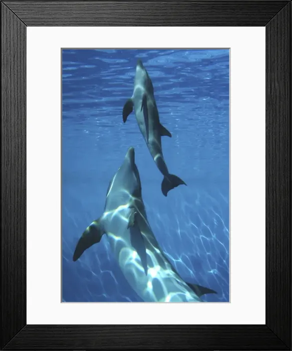 Framed Print : Bottlenose Dolphin - Newborn Baby / Calf with Mother Framed Print : Bottlenose Dolphin - Newborn Baby / Calf with Mother