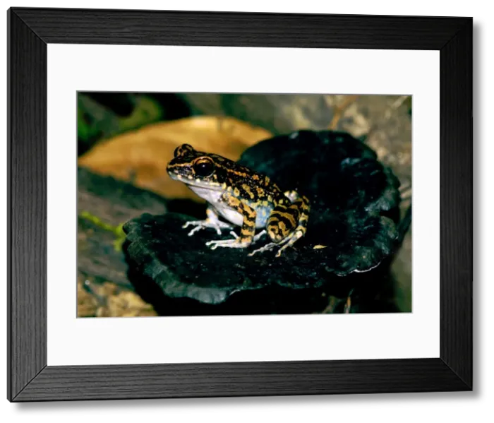 Framed Print : Spotted Stream Frog watches for prey from an old Framed Print : Spotted Stream Frog watches for prey from an old