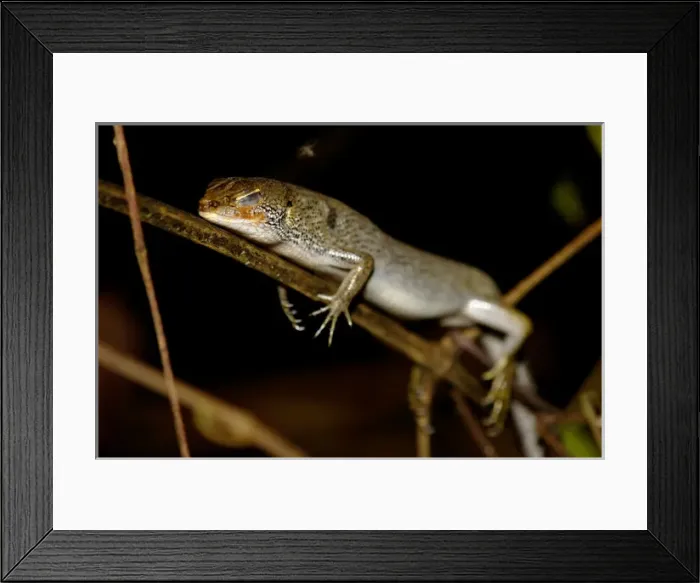 Framed Print : A Many-lined Sun Skink (?) sleeps at night on a Framed Print : A Many-lined Sun Skink (?) sleeps at night on a