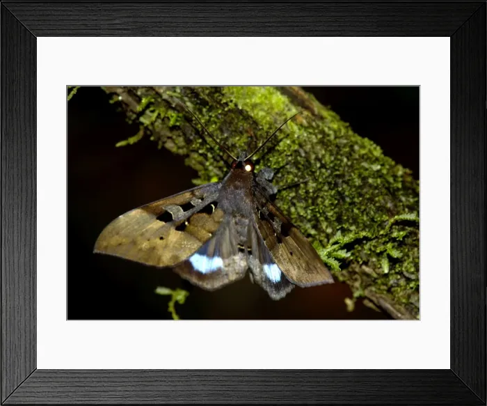 Framed Print : Large nocturnal moth is on a branch in the undergrowth Framed Print : Large nocturnal moth is on a branch in the undergrowth
