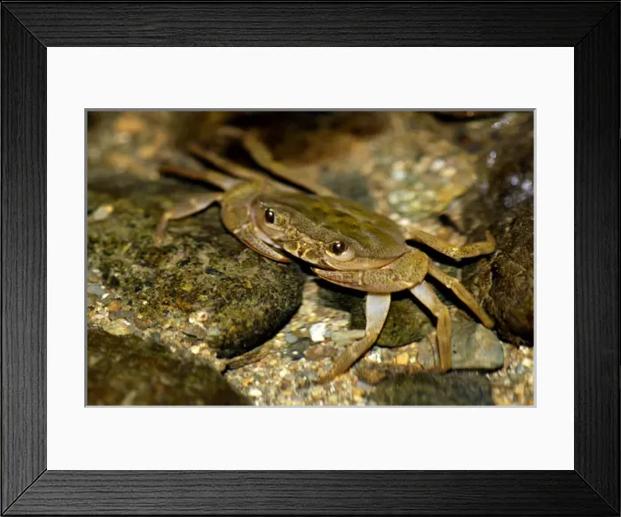 Framed Print : Fresh-water crab (unidentified) waits for prey Framed Print : Fresh-water crab (unidentified) waits for prey