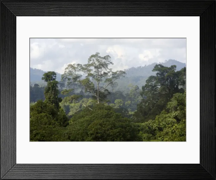 Framed Print : Primary rainforest on hill-slopes in river Danum Framed Print : Primary rainforest on hill-slopes in river Danum