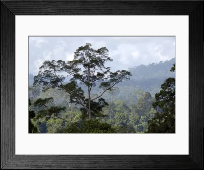 Framed Print : Primary rainforest on hill-slopes in river Danum Framed Print : Primary rainforest on hill-slopes in river Danum