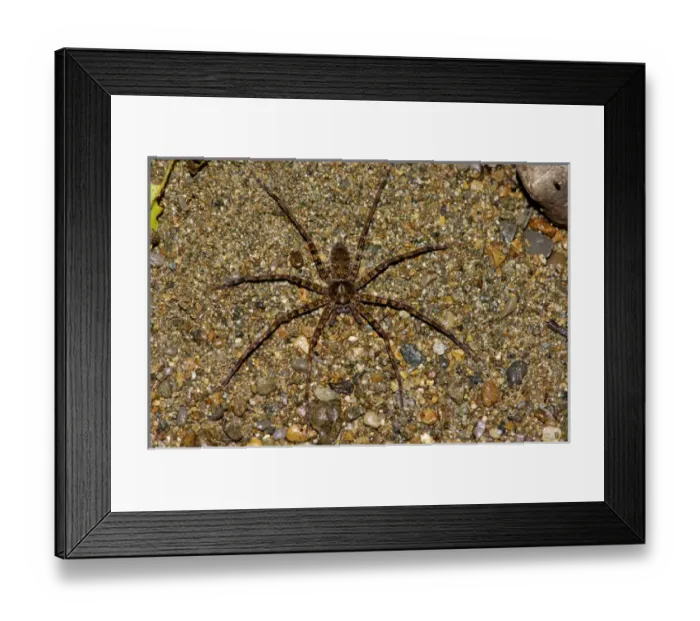 Framed Print : A large spider (unidentified) searches for prey Framed Print : A large spider (unidentified) searches for prey