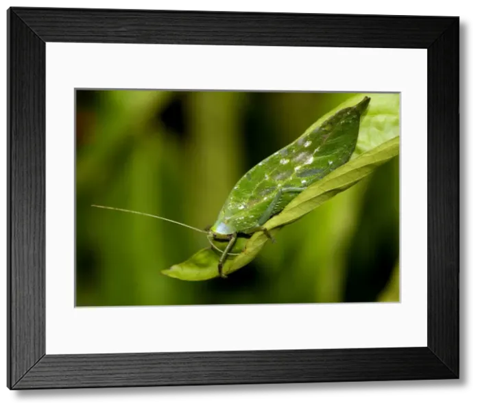 Framed Print : A Leaf Katydid feeds on a leaf in undegrowth of Framed Print : A Leaf Katydid feeds on a leaf in undegrowth of