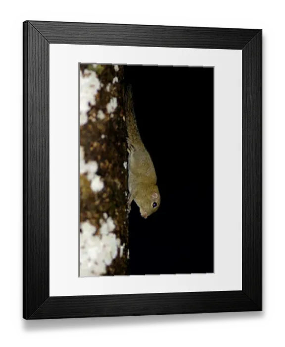 Framed Print : Plain Pigmy Squirrel runs impetuously up and down Framed Print : Plain Pigmy Squirrel runs impetuously up and down