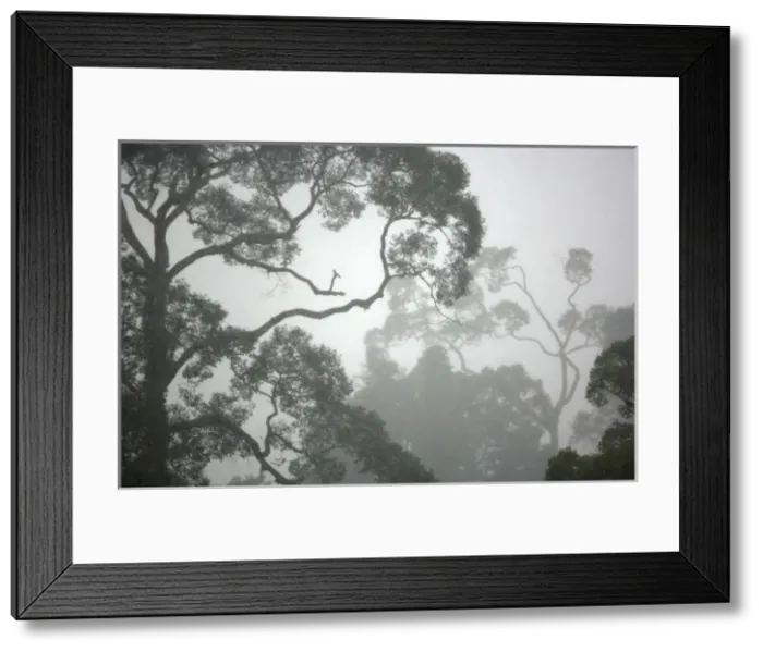 Framed Print : A canopy of primary rainforest in a rainy and misty day Framed Print : A canopy of primary rainforest in a rainy and misty day