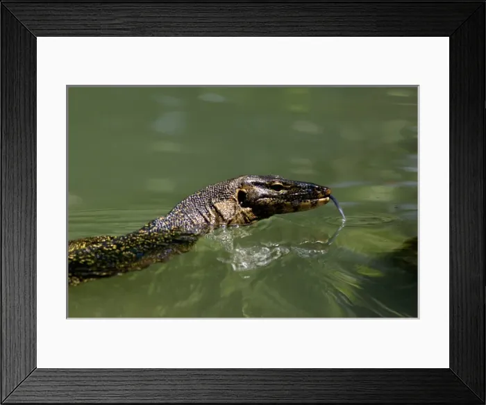 Framed Print : A Common Monitor Lizard swims in a small stream Framed Print : A Common Monitor Lizard swims in a small stream