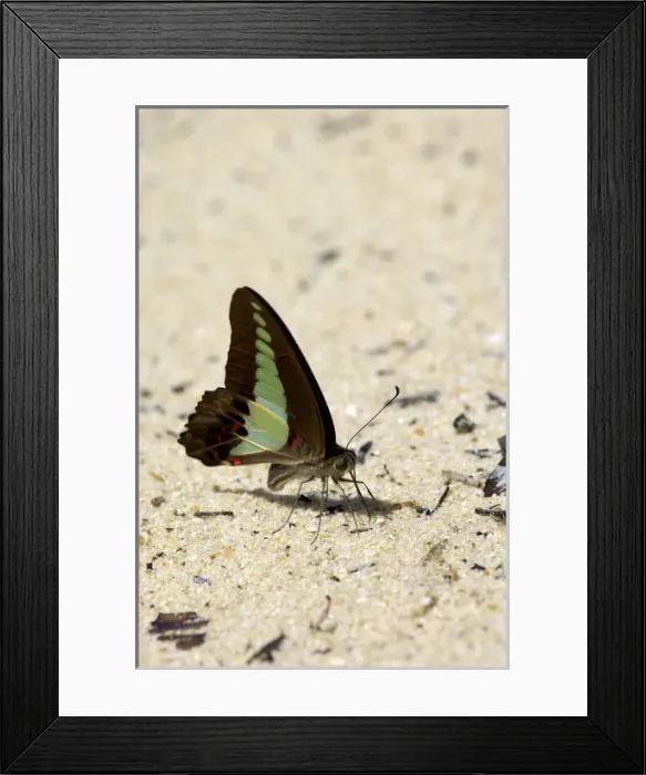 Framed Print : Common Bluebottle butterfly feeds on a damp sand Framed Print : Common Bluebottle butterfly feeds on a damp sand