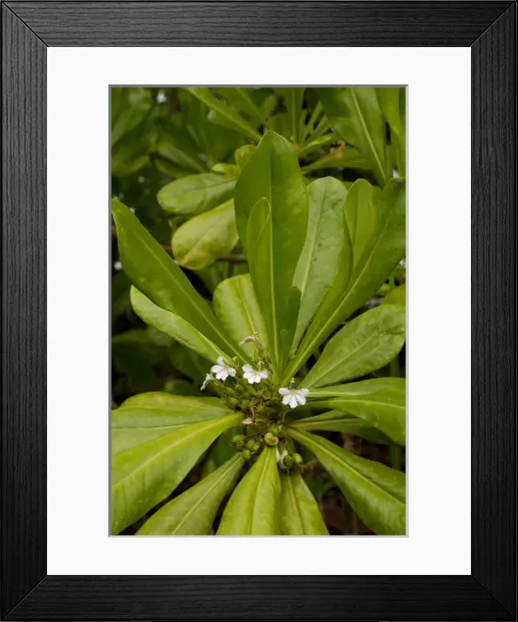 Framed Print : Flowering plant (unidentified) on the edge of rainforest Framed Print : Flowering plant (unidentified) on the edge of rainforest