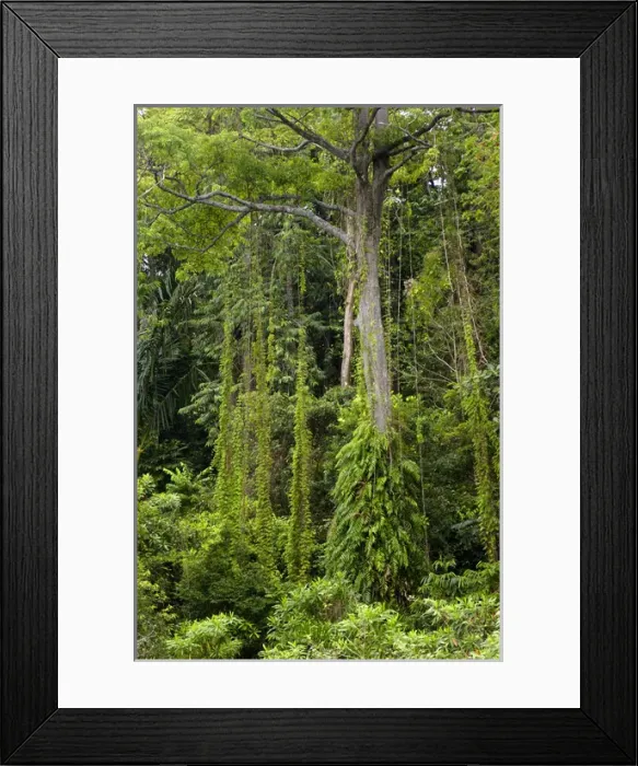 Framed Print : A rainforest on the slopes of volcanic Tioman Island Framed Print : A rainforest on the slopes of volcanic Tioman Island