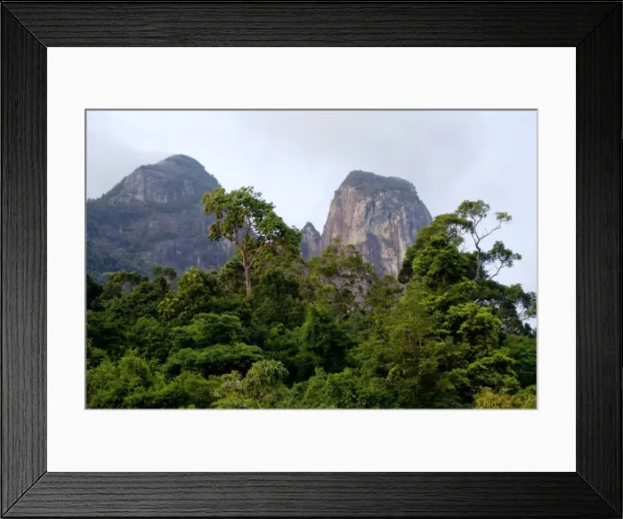 Framed Print : Rainforest on the slopes of Twin Peaks Framed Print : Rainforest on the slopes of Twin Peaks