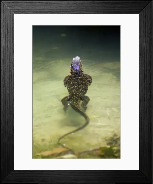 Framed Print : A Common Monitor Lizard swims in a small stream Framed Print : A Common Monitor Lizard swims in a small stream