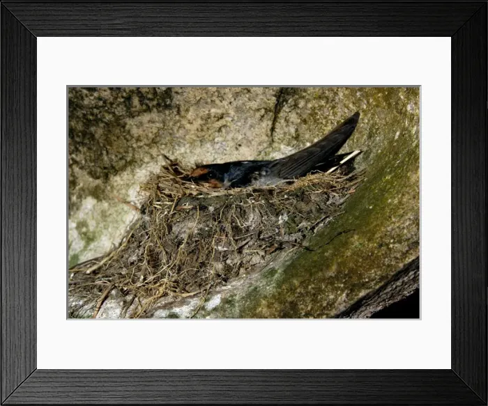 Framed Print : Pacific Swallow (adult) in its nest, built in a Framed Print : Pacific Swallow (adult) in its nest, built in a