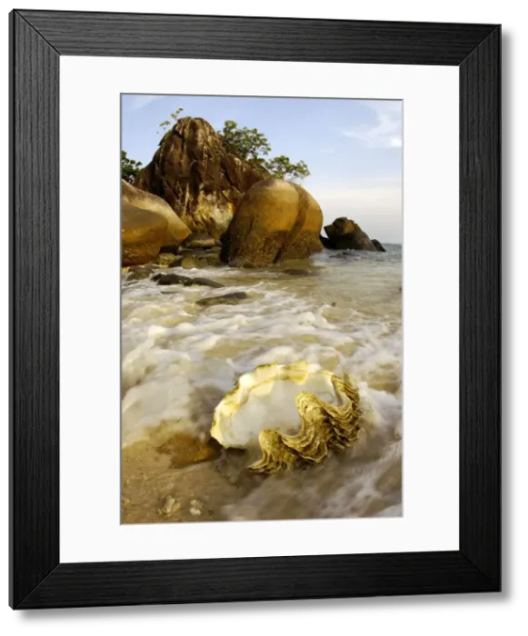 Framed Print : A large sea-shell, washed ashore on a beach of Framed Print : A large sea-shell, washed ashore on a beach of