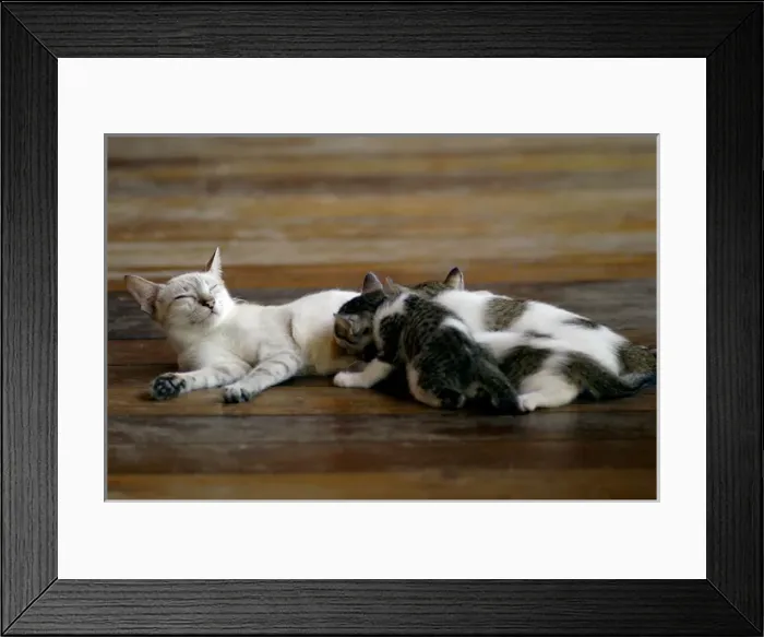 Framed Print : Local domestic cat feeds kittens on a wooden pavement Framed Print : Local domestic cat feeds kittens on a wooden pavement