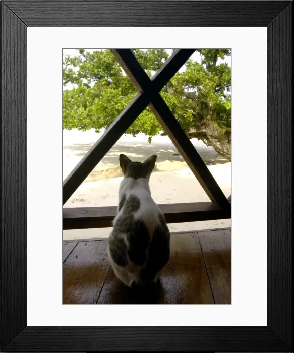 Framed Print : Local domestic cat looks to the sea from a terrace Framed Print : Local domestic cat looks to the sea from a terrace