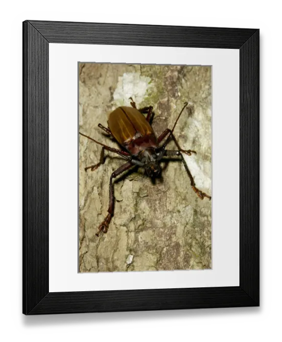 Framed Print : A large Long-horn Beetle (unidentified) on a tree-trunk Framed Print : A large Long-horn Beetle (unidentified) on a tree-trunk