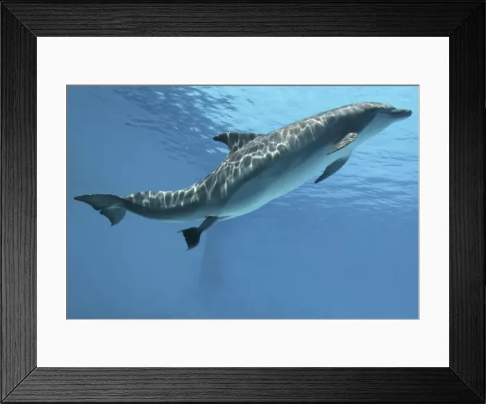 Framed Print : Bottlenose Dolphin - Mother giving birth to Baby / Calf Framed Print : Bottlenose Dolphin - Mother giving birth to Baby / Calf