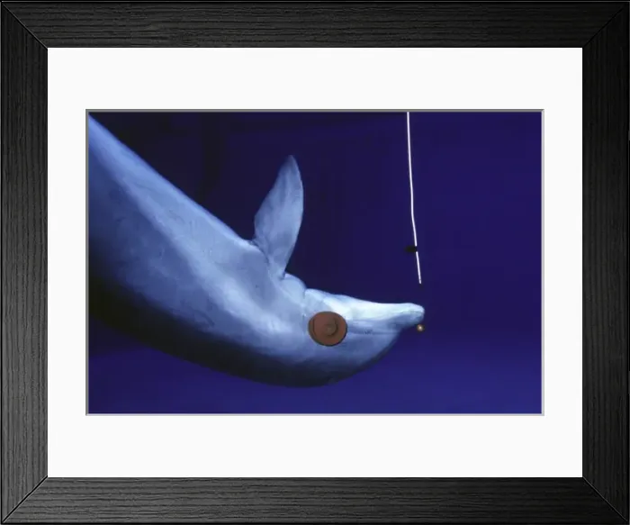 Framed Print : Dolphin Sonar system - wearing eye-patches Framed Print : Dolphin Sonar system - wearing eye-patches