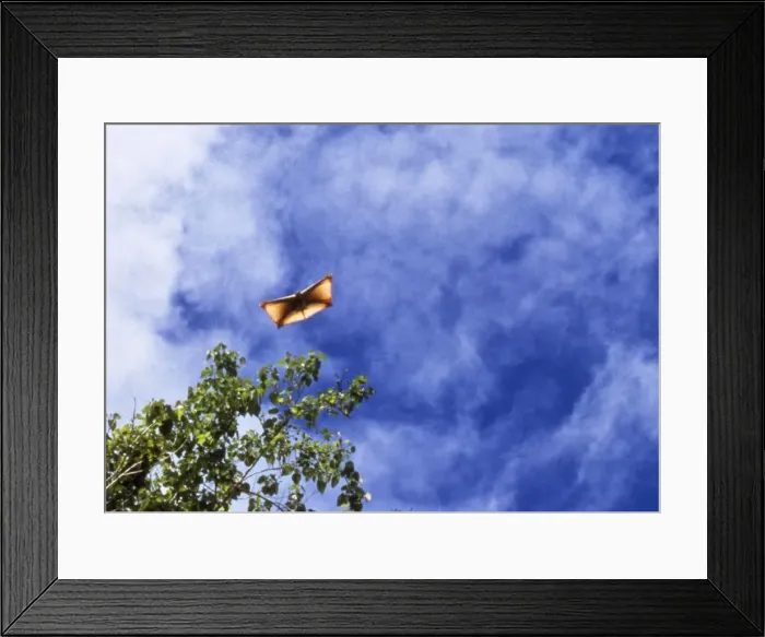 Framed Print : Flying Lemur - gliding Framed Print : Flying Lemur - gliding