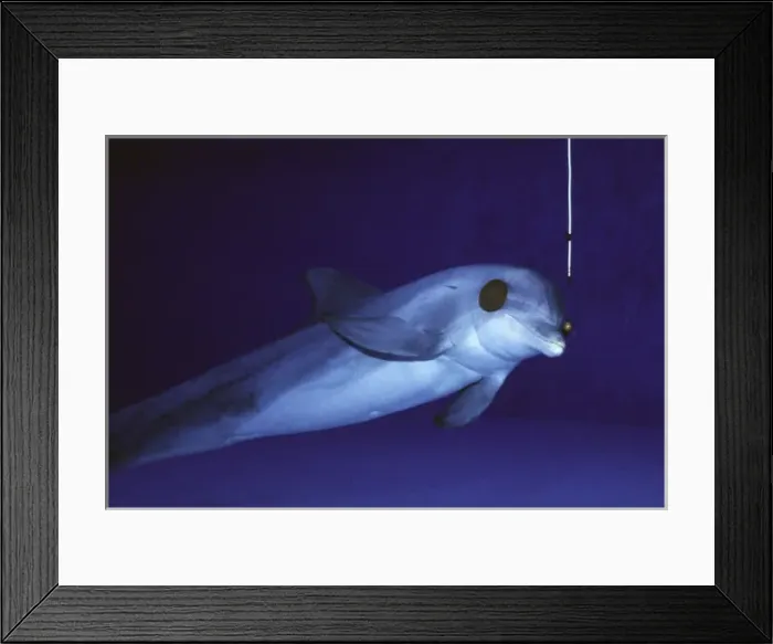 Framed Print : Dolpin Sonar system - wearing eye-patches and using Framed Print : Dolpin Sonar system - wearing eye-patches and using