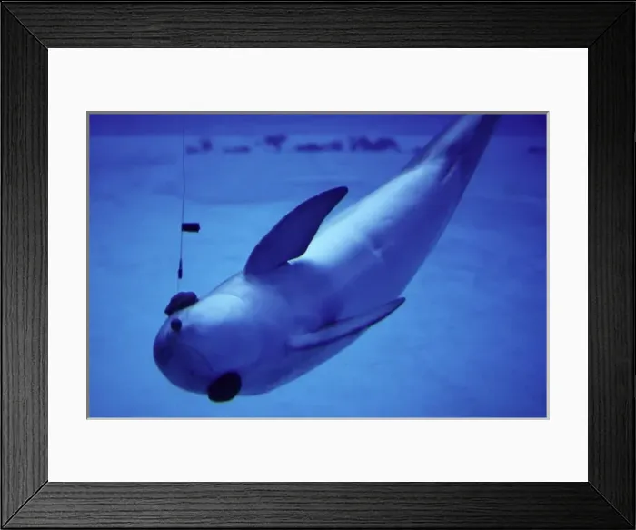 Framed Print : Dolpin using its Sonar / echo location to locate ball Framed Print : Dolpin using its Sonar / echo location to locate ball