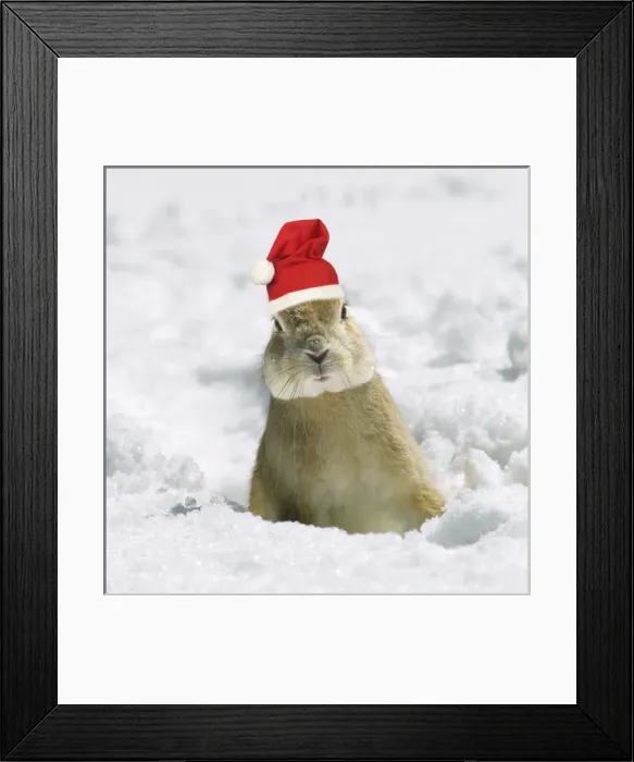 Framed Print : Rabbit - in snow wearing Christmas hat Framed Print : Rabbit - in snow wearing Christmas hat