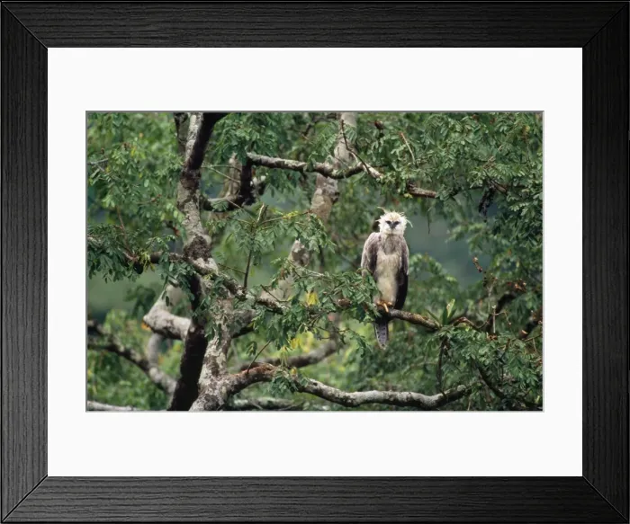 Framed Print : Monkey-eating / Philippine Eagle - in tree Framed Print : Monkey-eating / Philippine Eagle - in tree